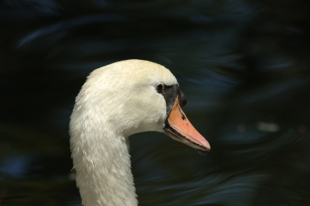 Swanの写真素材