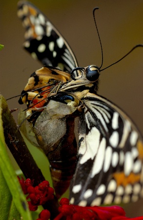 Morphing butterflyの写真素材