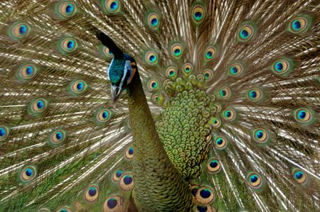 Peacockの写真素材