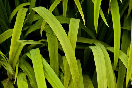 Green Leavesの写真素材