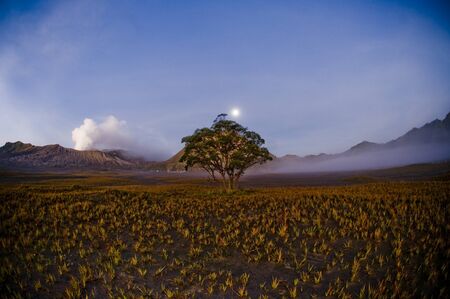 Lonely treeの写真素材