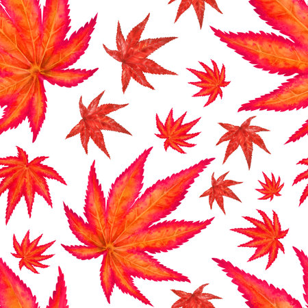 Watercolor seamless pattern of autumn Japanese maple leavesの写真素材