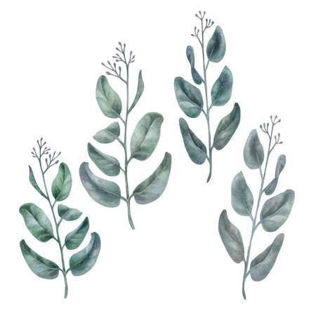Watercolor green eucalyptus branches in a pastel palette in vintage style for weddings, birthdays, Womens Day, Illustrations, templates, stickers, wallpapers, patterns, frames, bouquets, wreathsの写真素材