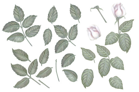 Watercolor vintage set of white roses, green leaves, lilac, eucalyptus in a pastel color for wedding, Womens Day, Valentines Day, template, clipart, wallpaper, scrapbookの写真素材