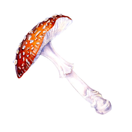 Poisonous forest mushroom red fly agaric isolated on a white background. Watercolor illustration for postcard template, textile for autumn holiday, harvest day, magic, witches, poison, medicine teaの写真素材