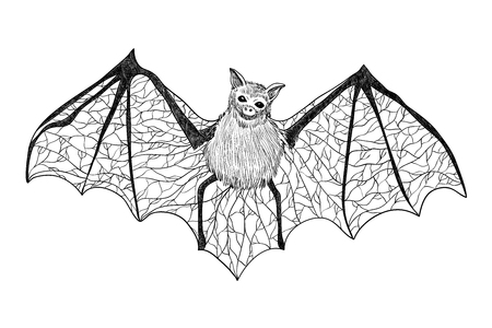 Bat. Black and white gothic illustration. Tattooのイラスト素材