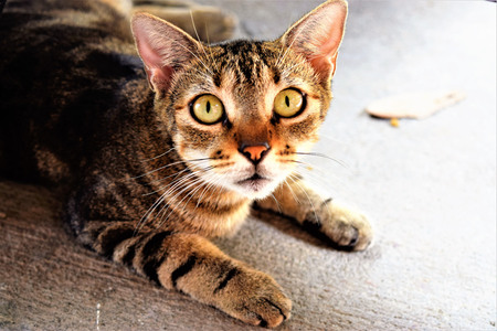 cat looking at the camera