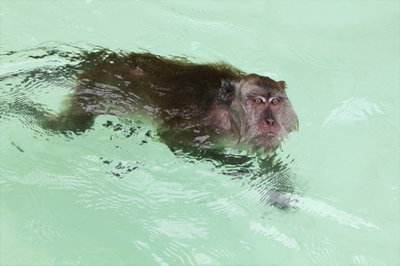 Monkey swimming in the sea near Monkey Island, Phuket, Thailand