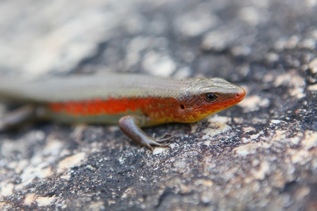 Wild red lizard sitting on the stone