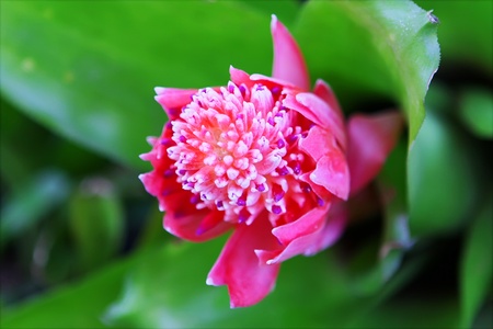 Pink flower with green leavesの写真素材