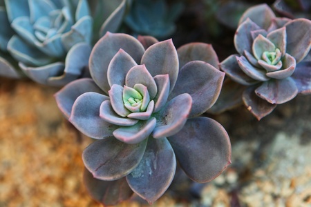 Peacock Echeveria Cactusの写真素材