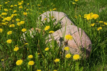Yello dandelions and two stones on meadowの写真素材