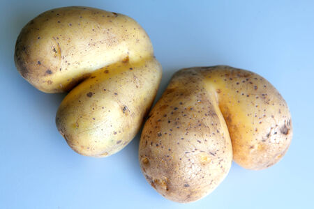 Two raw potatoes looking like a heartsの写真素材