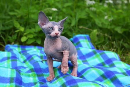 Little sphinx cat sitting on plaid in grassの写真素材