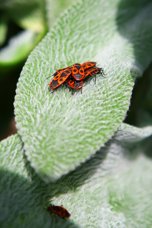 Pyrrhocoris apterus bugs in marrige period on leaf