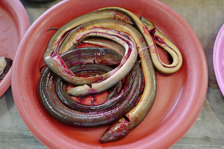 Raw whole snake fish in the bowl on Thai marketの写真素材