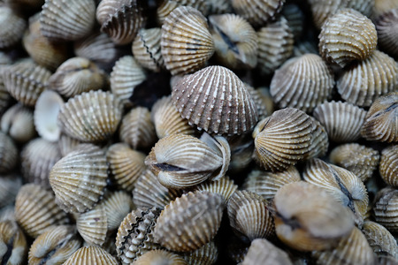 Background of beautiful grey raw marine shells