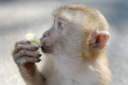 Hungry monkey eating banana on Monkey mountain, Phuketの写真素材