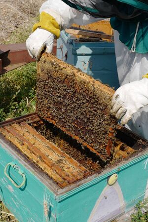 The bee-keeper takes out a framework with honey from a beehiveの写真素材
