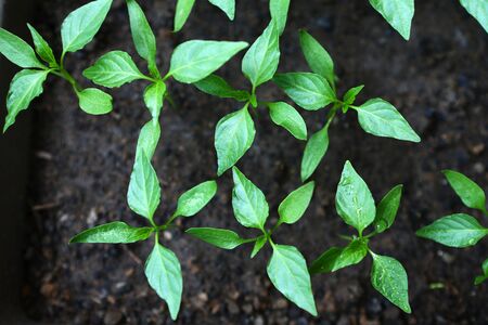 Young pepper sprouts in the ground with a drop of water