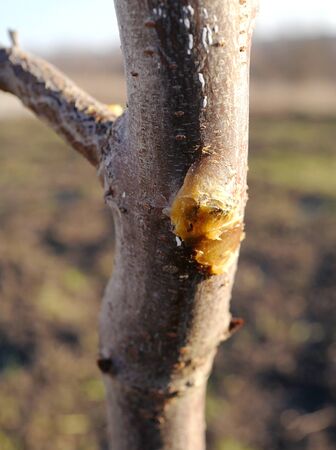 Tree with damaged bark soaked with garden varnishの写真素材