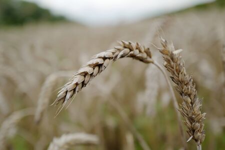 Mature wheat tights in the field in summerの写真素材