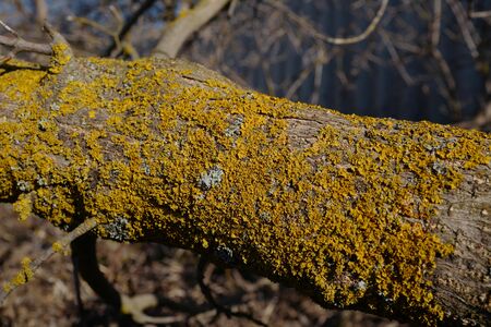 Tree trunk covered in yellow bright moss in forest in springの写真素材