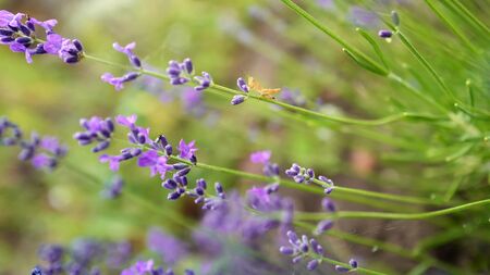 Grasshopper on lavender in summer in gardenの写真素材