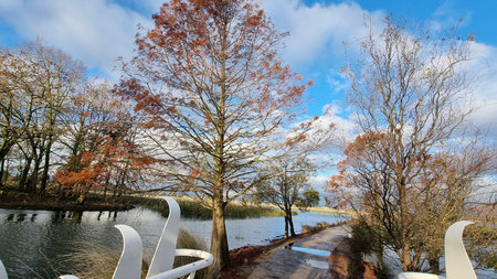 autumn wetlandsの写真素材