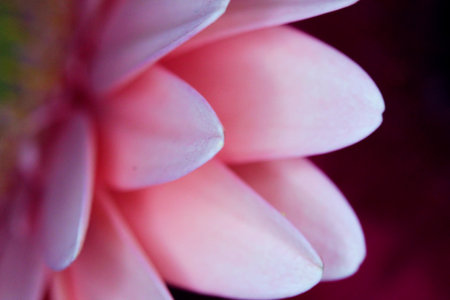 Close up of pink dahlia flower petals, shallow depth of fieldの写真素材