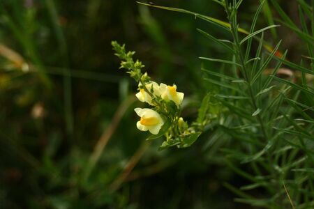 yellow flowerの写真素材