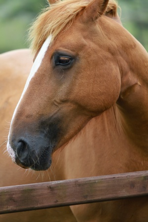 Stallion on the field in Northern Irelandの写真素材