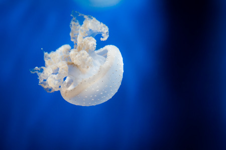 Small jellyfish that into the blue seaの写真素材