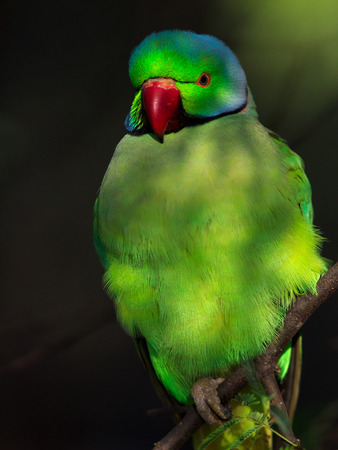 Rose-Ringed parakeet 