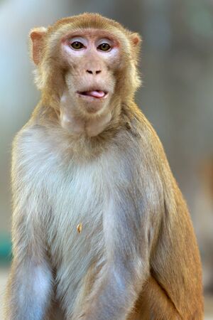 Rhesus macaque