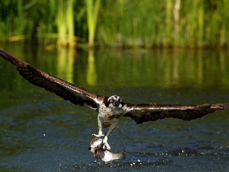 Osprey (Pandion haliaetus): Osprey also known as fish eagle is a bird of prey. They feed exclusively...