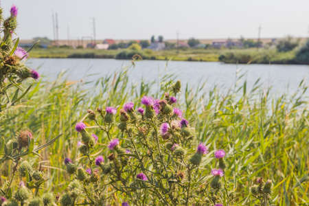 Blossoming thistle with pink flowers on brown background. Field with Silybum marianum (Milk Thistle), Medical plants.の写真素材