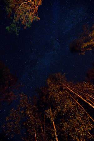 A beautiful night sky with billons stars, the Milky Way and the treesの写真素材