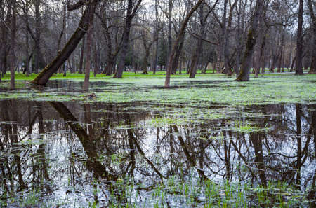 The flooded city park in the spring. Flooded trees in the park. Lutsk. Ukraineの写真素材