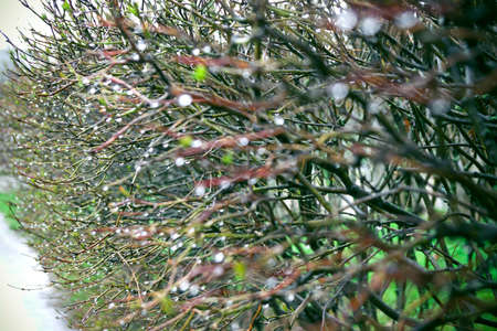 Close up of a drop of water on branches of bushes after rain in early springの写真素材