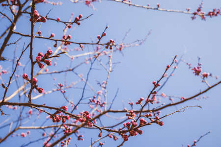 Beautiful pink peach tree flowers, opening and closed buds in blossom with deep colorful blue sky in early spring. Parts of the image are blurred due to shallow depth of field and large focal lengthの写真素材
