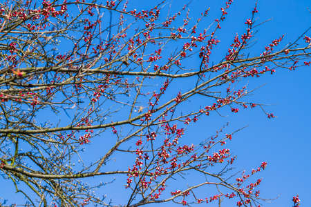 Beautiful floral spring abstract background of nature.Beautiful pink peach tree flowers, opening and closed buds in blossom with deep colorful blue sky in early spring.の写真素材