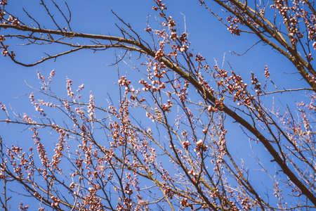 Beautiful pink peach tree flowers, opening and closed buds in blossom with deep colorful blue sky in early spring. Parts of the image are blurred due to shallow depth of field and large focal lengthの写真素材