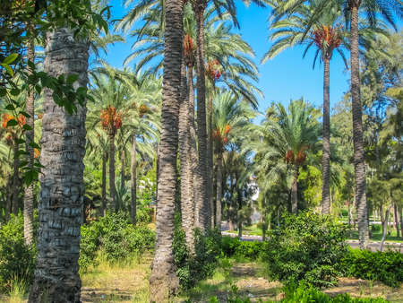 Park with green palms in Egypt. View of palm trees and against blue sky in gardenの写真素材