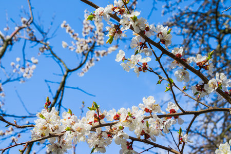 Spring white apple blossom against blue sky. Spring cherry blossoms on blue background for postcard or banner. Beautiful floral spring abstract background of natureの写真素材