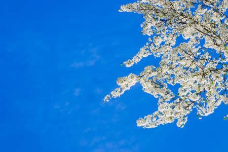 Spring white apple blossom against blue sky. Spring cherry blossoms on blue background for postcard or banner. Beautiful floral spring abstract background of natureの写真素材