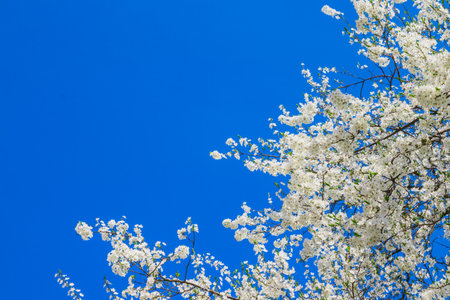 Spring white apple blossom against blue sky. Spring cherry blossoms on blue background for postcard or banner. Beautiful floral spring abstract background of natureの写真素材