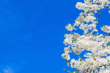 Spring white apple blossom against blue sky. Spring cherry blossoms on blue background for postcard or banner. Beautiful floral spring abstract background of natureの写真素材