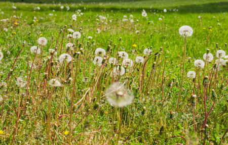 White dandelions in the field on the spring shiny day. Many white dandelions on the green lawnの写真素材
