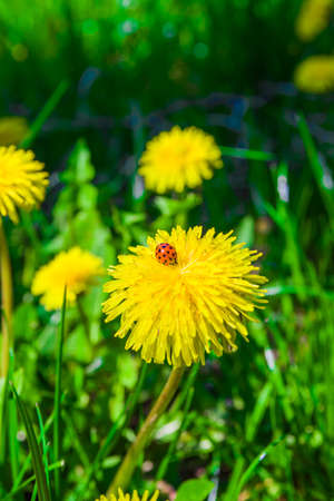 Red ladybug sitting on a dandelion flower on a sunny day in springの写真素材
